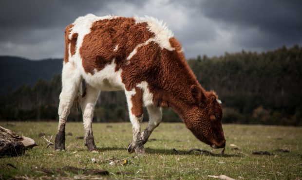 میکروب های موجود در معده گاوها می توانند به بازیافت پلاستیک کمک کنند!
